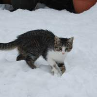 Um gato andando na neve.