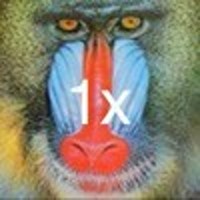 Baboon 1x pixel density.