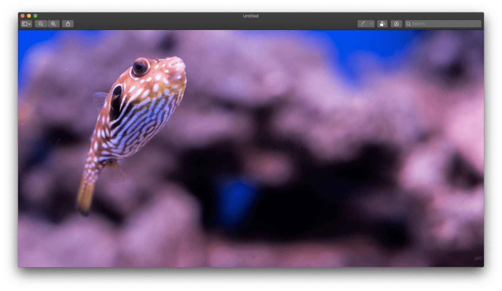 L'application Aperçu de macOS avec une image sans titre qui vient d'être collée.