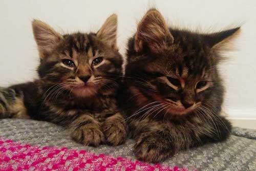 Lias und der kleine Kater: zwei zehn Wochen alte graue getigerte Kätzchen