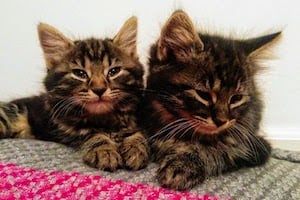 Małe kotki i Lias: dwadziesięciotygodniowe pręgowane kocięta.