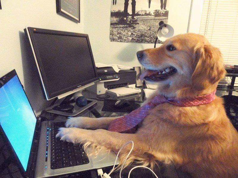 パソコンに向かっている犬