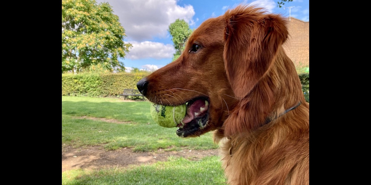 Profile of a happy-looking handsome dog with a ball in its mouth; there is extra space on either side of the image.