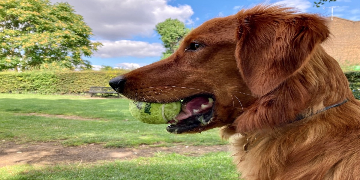 Profil szczęśliwego, przystojnego psa z piłką w pysku, ale obraz jest rozciągnięty.
