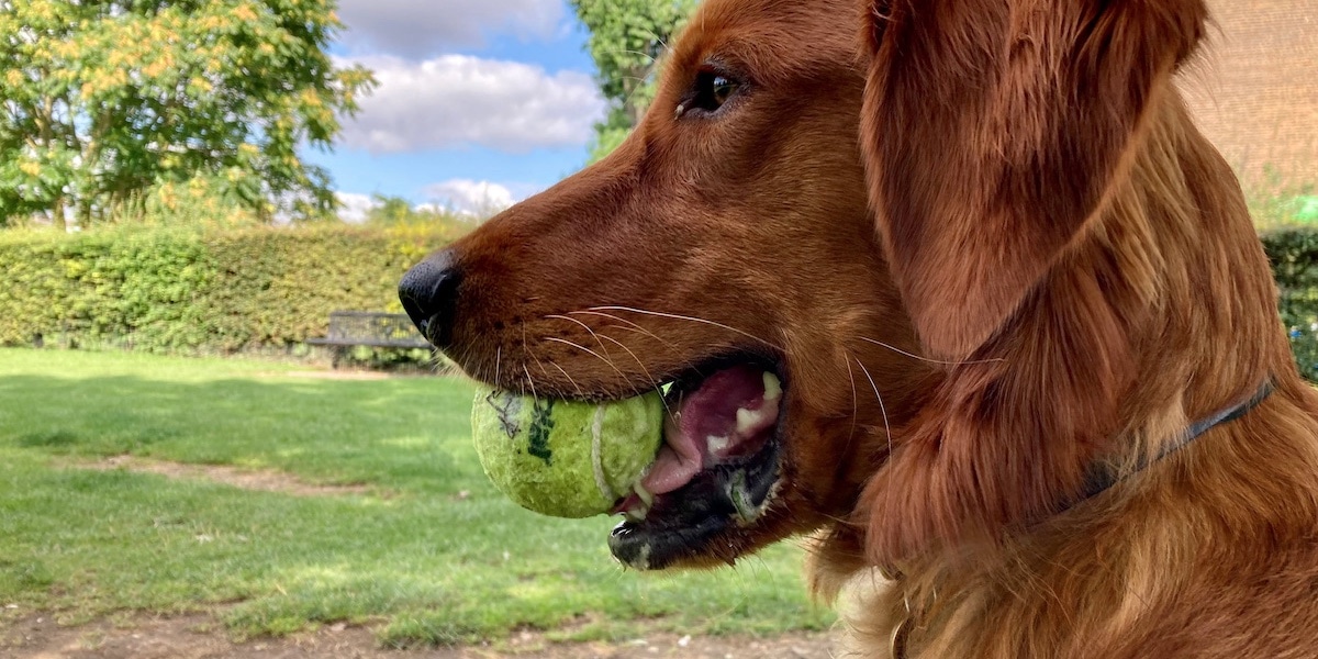 Profile of a happy-looking handsome dog with a ball in its mouth; the image has been cropped at the top and bottom.