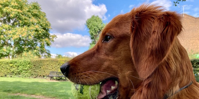 Ağzında bir top olan mutlu görünümlü yakışıklı bir köpeğin profili. Resim yalnızca alttan kırpılmış.