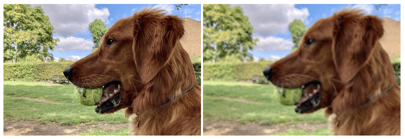 Two versions of the same image of a happy-looking handsome dog with a ball in its mouth, one image looking crisp and the other looking fuzzy.