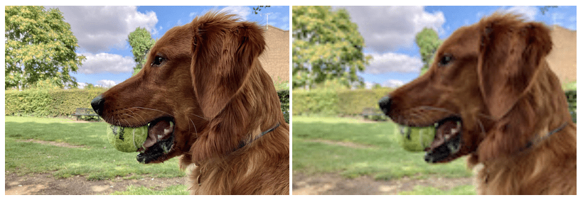 Deux versions de la même image d&#39;un beau chien à l&#39;air heureux avec une boule dans la gueule, une image nette et l&#39;autre floue.