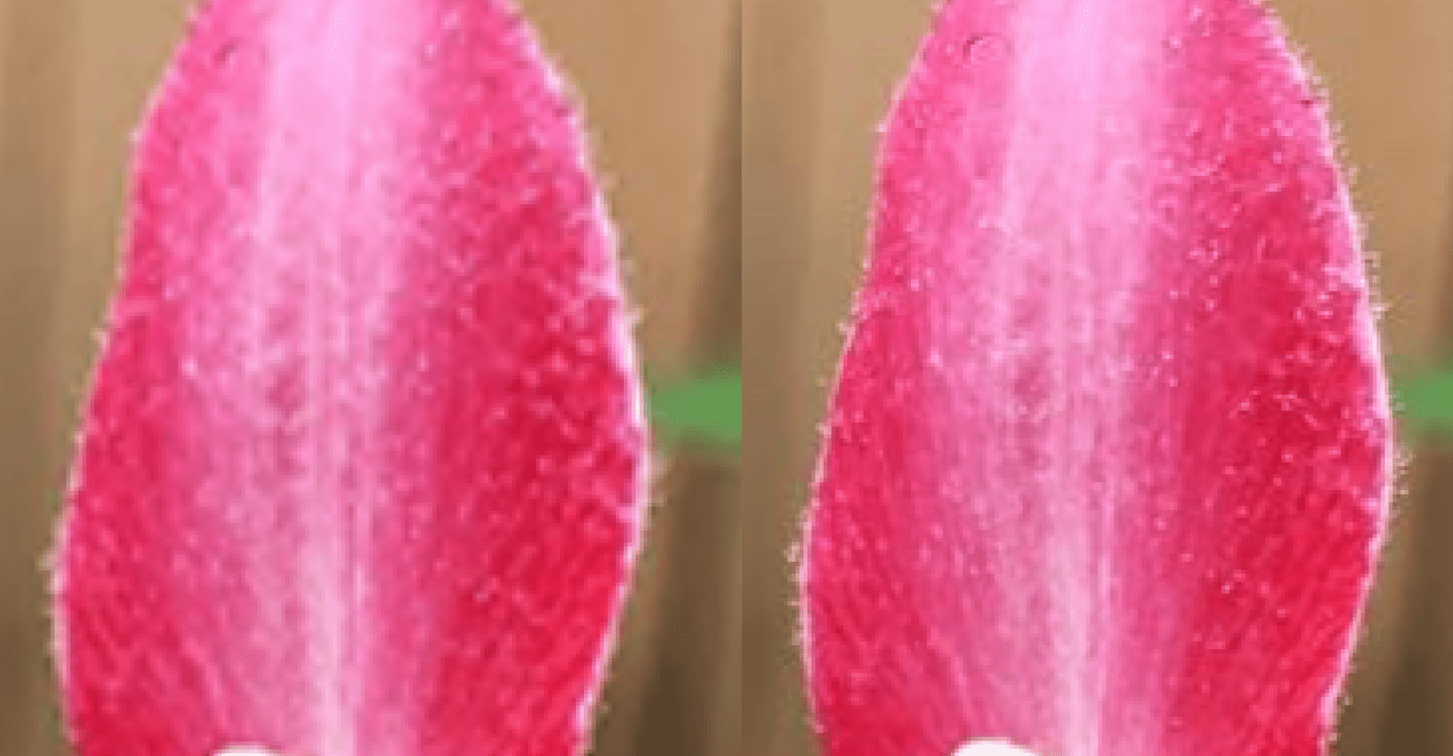 Tampilan close-up kelopak bunga yang menunjukkan perbedaan kepadatan.