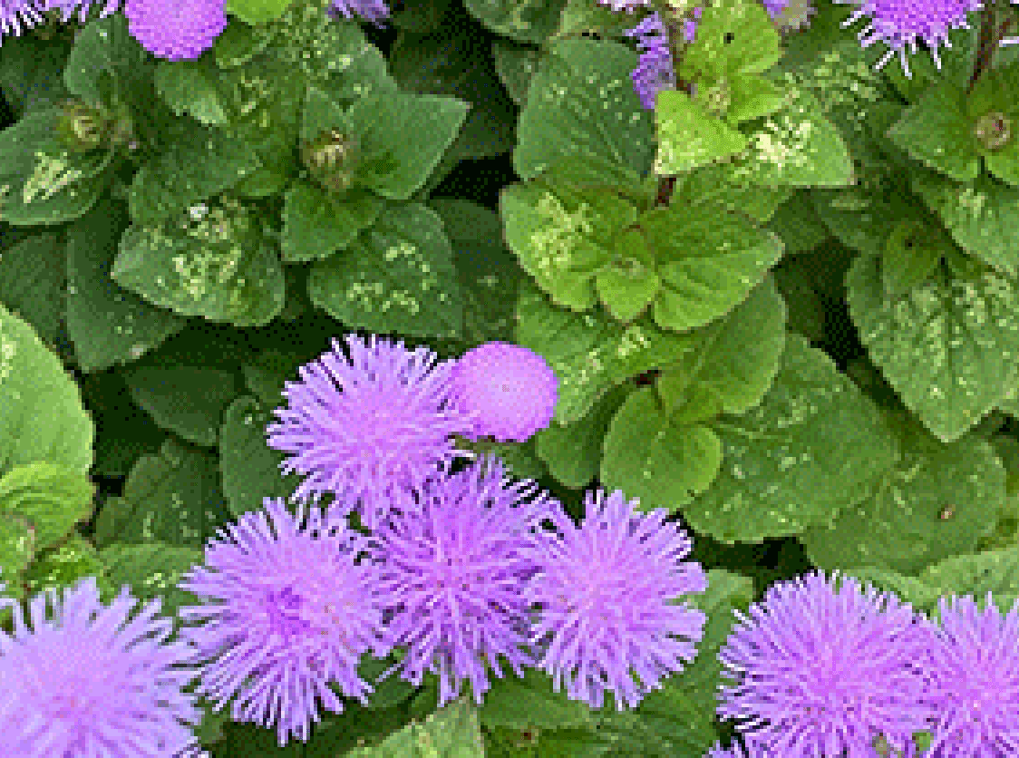 Pink flowers on a green background.