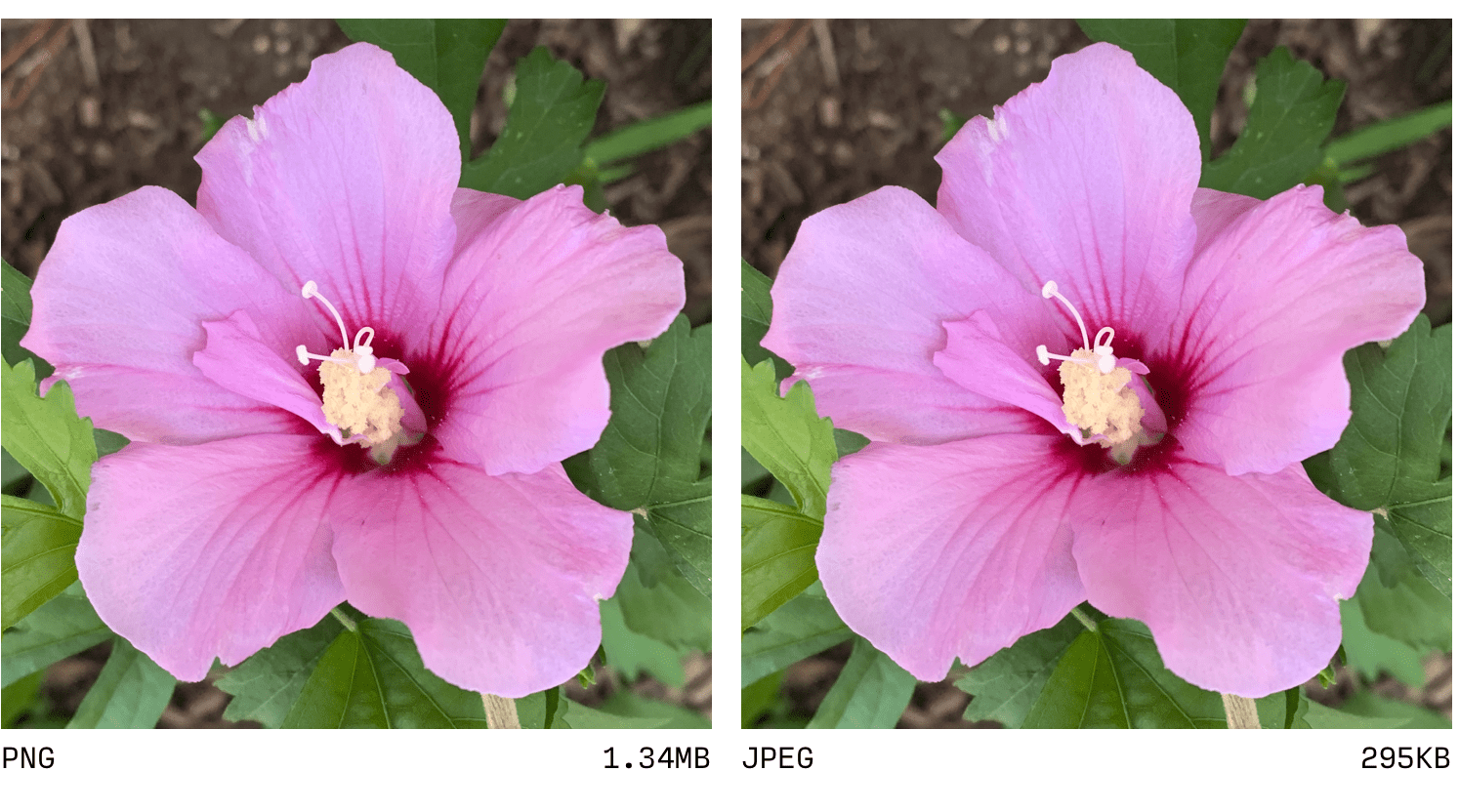 Comparison of JPEG and PNG.