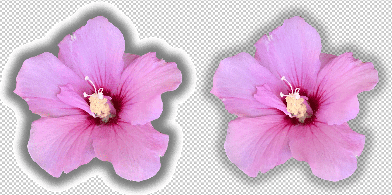 Two pink flowers showing two levels of transparency.