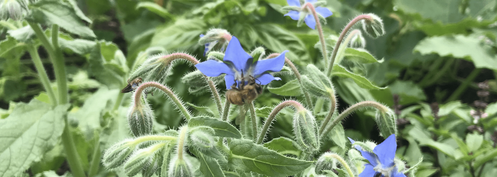 A header width image of a periwinkle flower surrounded by leaves and stems, being visited by a honeybee.