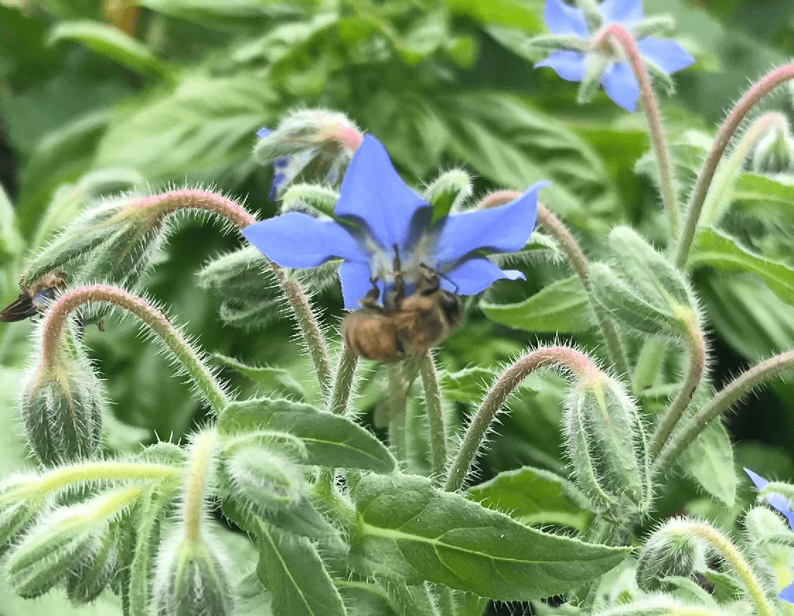 Powiększone przycięcie niebieskofioletowego kwiatu.