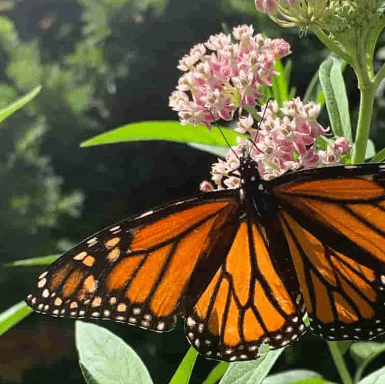 A compressed JPEG image of a monarch butterfly
