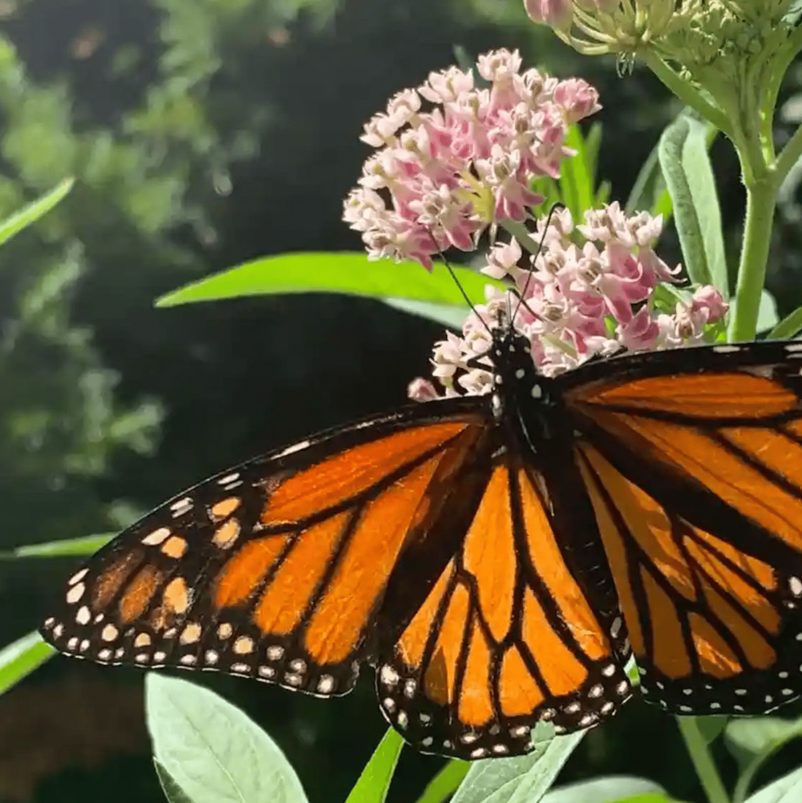 Un'immagine WebP compressa di una farfalla monarca