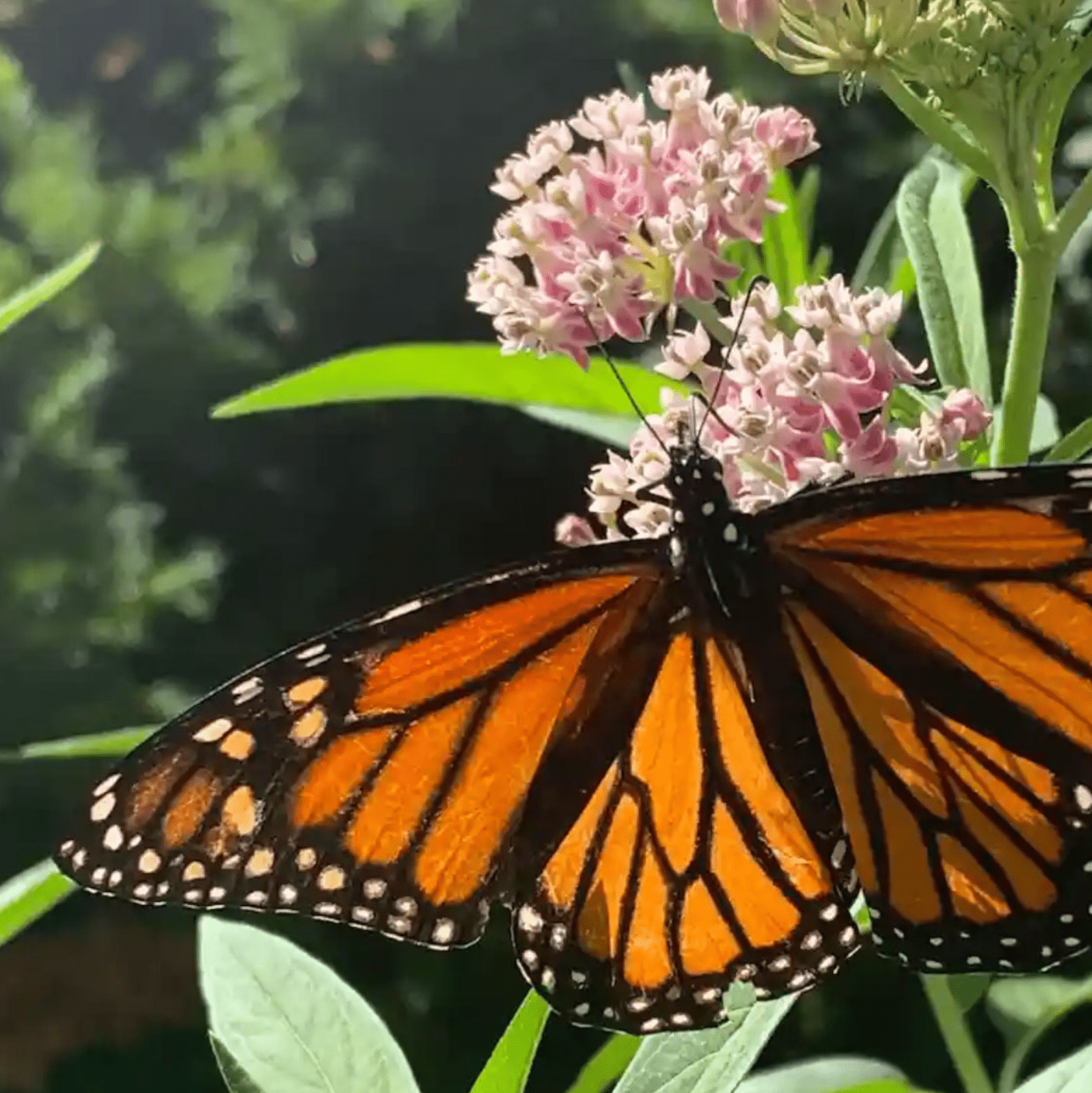 Una imagen WebP comprimida de una mariposa monarca