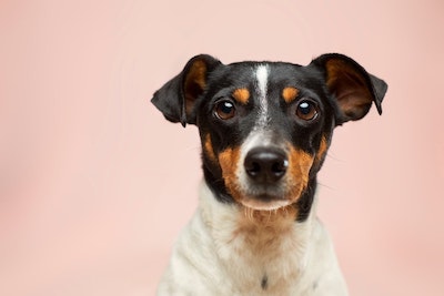 Photo of dog on pink background