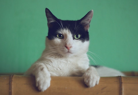 हरे रंग के बैकग्राउंड पर बिल्ली की फ़ोटो