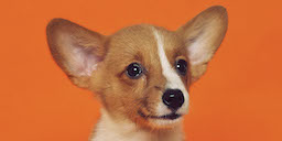 Foto eines Hundes vor einem orangefarbenen Hintergrund